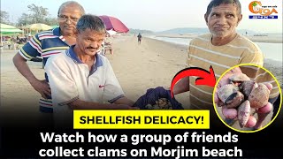 #Shellfish delicacy! Watch how a group of friends collect clams on Morjim beach