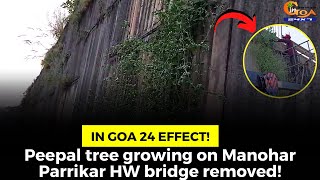 In Goa 24 Effect! Peepal tree growing on Manohar Parrikar HW bridge removed!