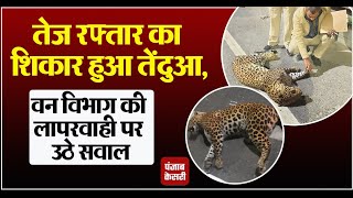 Delhi leopard accident: तेज रफ्तार का शिकार हुआ तेंदुआ, अज्ञात वाहन की टक्कर से मौत