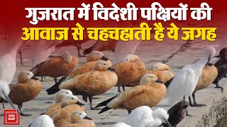 Ahmedabad में विदेशी पक्षियों की आवाज से चहचहाती है ये जगह, दूर-दूर से आते हैं Tourist