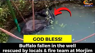#GodBless! Buffalo fallen in the well rescued by locals & fire team at Morjim