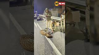 बुराड़ी और मुखमेलपुर इलाके में देखा गया तेंदुआ सड़क हादसे का हुआ शिकार