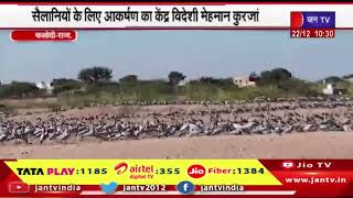 Phalodi Raj. News| खीचन गांव मे आए प्रवासी पक्षी कुरजां, सैलानियों के आकर्षण का केंद्र विदेशी कुरजां
