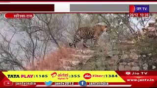 Sariska Tiger Reserve | सरिस्का में उमड़ रहे हैं पर्यटक, एक घंटे तक हुई ST 2302 की साइटिंग,