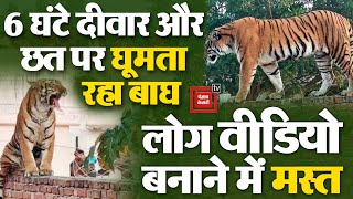 UP के Pilibhit में 6 घंटे दीवार और छत पर घूमता रहा बाघ, लोग बनाते रहे Video | Pilibhit Tiger Video