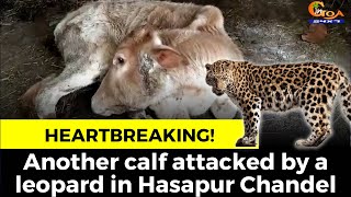 #Heartbreaking! Another calf attacked by a leopard in Hasapur Chandel