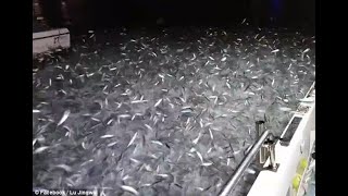 Thousands of sardines leap out of water in stunning phenomenon!