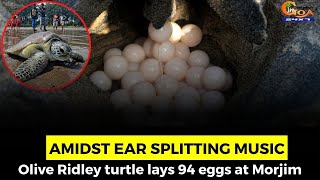 Amidst ear splitting music. Olive Ridley turtle lays 94 eggs at Morjim