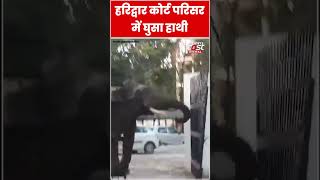Haridwar Court परिसर में घुसा जंगली हाथी #shorts #ytshorts #viralvideo