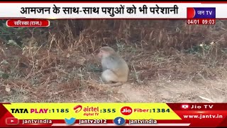 Sariska News | आमजन के साथ-साथ पशुओं को भी परेशानी, सर्दी का सितम, छाया घना कोहरा | JAN TV