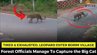 Tired & Exhausted, leopard enter Borim village. Forest Officials Manage To Capture the Big Cat