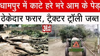 धामपुर में काटे हरे भरे आम के पेड़, ठेकेदार फरार, ट्रैक्टर ट्रॉली जब्त #dhampurnews