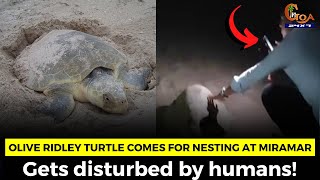 Olive Ridley turtle which had come for nesting at Miramar beach was seen getting disturbed by humans