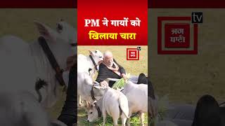 Makar Sankranti पर गायों को खिलाया चारा, PM Modi का दिखा अलग अंदाज | PM Modi Cow Feeding Video