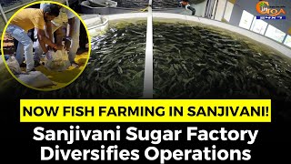 Now fish farming in Sanjivani Sugar Factory! Sanjivani Sugar Factory Diversifies Operations