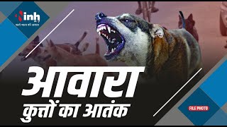 Gwalior News | आवारा कुत्तों के आतंक से लोग हो रहे परेशान