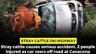 Stray cattle on highway at Canacona causes serious accident. 2 people injured as car veers off road