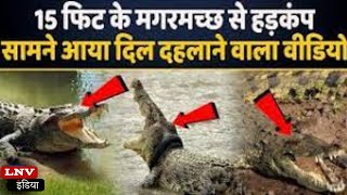 Video : Ganga में मगरमच्छ देखने के लिए उमड़ी भीड़, 19 सेकंड का Video Viral