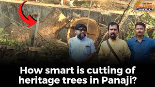 How smart is cutting of heritage trees in Panaji? Activists question forest officials
