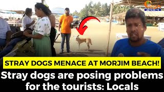 Stray dogs menace at Morjim beach! Stray dogs are posing problems for the tourists: Locals
