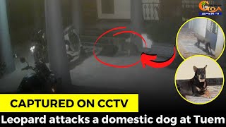 #Captured on CCTV. Leopard attacks a domestic dog at Tuem