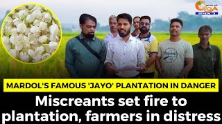 Mardol's famous 'Jayo' plantation in #danger. Miscreants set fire to plantation, farmers in distress