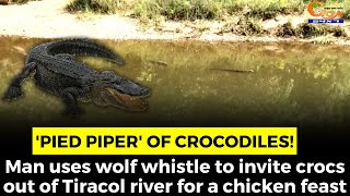 'Pied Piper' of crocodiles! Man uses wolf whistle to invite crocs out of Tiracol river