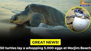 #GreatNews! 50 turtles lay a whopping 5,000 eggs at Morjim Beach