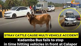 Stray cattle cause multi vehicle accident at Calapor.