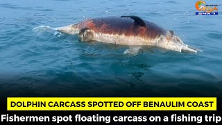 Dolphin carcass spotted off Benaulim coast. Fishermen spot floating carcass on a fishing trip