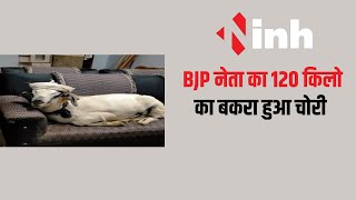 CG News: BJP नेता का 120 किलो का बकरा हुआ चोरी, थाने में कराई शिकायत दर्ज | Ambikapur