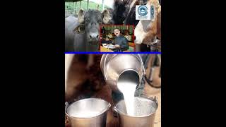 Milk Price | Himachal Budget | CM Sukhu |