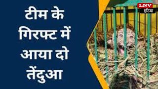 Azamgarh News: कई दिनों से आतंक का पर्याय बना तेंदुआ पकड़ा गया