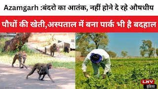 Azamgarh :बंदरो का आतंक, नहीं होने दे रहे औषधीय पौधों की खेती,अस्पताल में बना पार्क भी है बदहाल