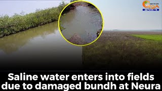 Saline water enters into fields due to damaged bundh at Neura. Crops damaged of the farmers