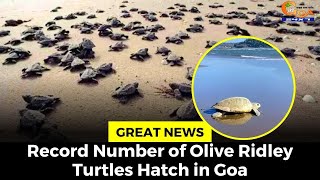 #Beautiful- Record Number of Olive Ridley Turtles Hatch in Goa