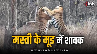 Panna Tiger Reserve में शावकों की मस्ती का Video सोशल मीडिया पर हो रहा Viral