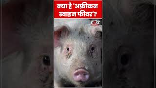 African Swine Fever की भारत में दस्तक, क्या है इसके लक्षण #shorts #ytshorts #viralvideo