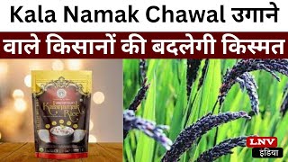 Kala Namak Chawal उगाने वाले किसानों की बदलेगी किस्मत, Buddha Rice को विशिष्ट दर्जा मिलेगा?
