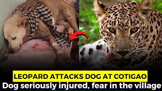 Leopard attacks dog at Cotigao. Dog seriously injured, fear in the village