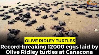 Record-breaking 12000 eggs laid by Olive Ridley turtles at Canacona.
