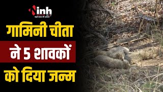 Kuno National Park में फिर गूंजी किलकारी, अब मादा Cheetah Gamini ने 5 शावकों को दिया जन्म | MP News