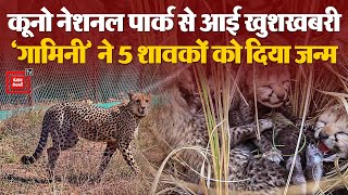 Breaking News: Kuno National Park से आई खुशखबरी | Cheetah Gives Birth to 5 Cubs |MP News | PM Modi