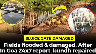 Sluice gate damaged, fields flooded & damaged, After In Goa 24x7 report, bundh repaired