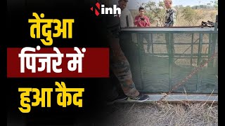 Indore News| खाने की तलाश में आया तेंदुआ पिंजरे में हुआ कैद