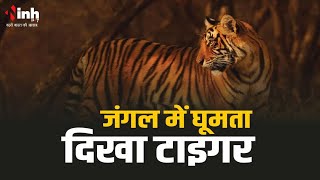 जंगल में घूमता दिखा टाइगर ,ग्रामीणों और किसानों में दहशत का माहौल | Sehore News