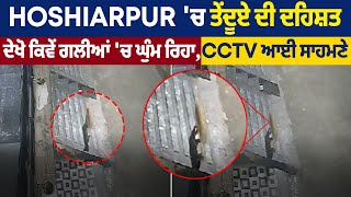 Hoshiarpur 'ਚ ਤੇਂਦੂਏ ਦੀ ਦਹਿਸ਼ਤ,ਦੇਖੋ ਕਿਵੇਂ ਗਲੀਆਂ 'ਚ ਘੁੰਮ ਰਿਹਾ,CCTV ਆਈ ਸਾਹਮਣੇ