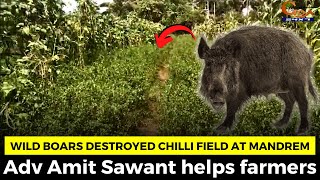 Wild boars destroyed Chilli field at Mandrem, Adv Amit Sawant helps farmers