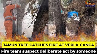 Jamun tree catches fire at Verla-Canca. Fire team suspect deliberate act by someone