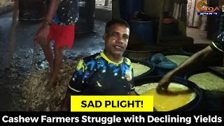 #SadPlight! Cashew Farmers Struggle with Declining Yields